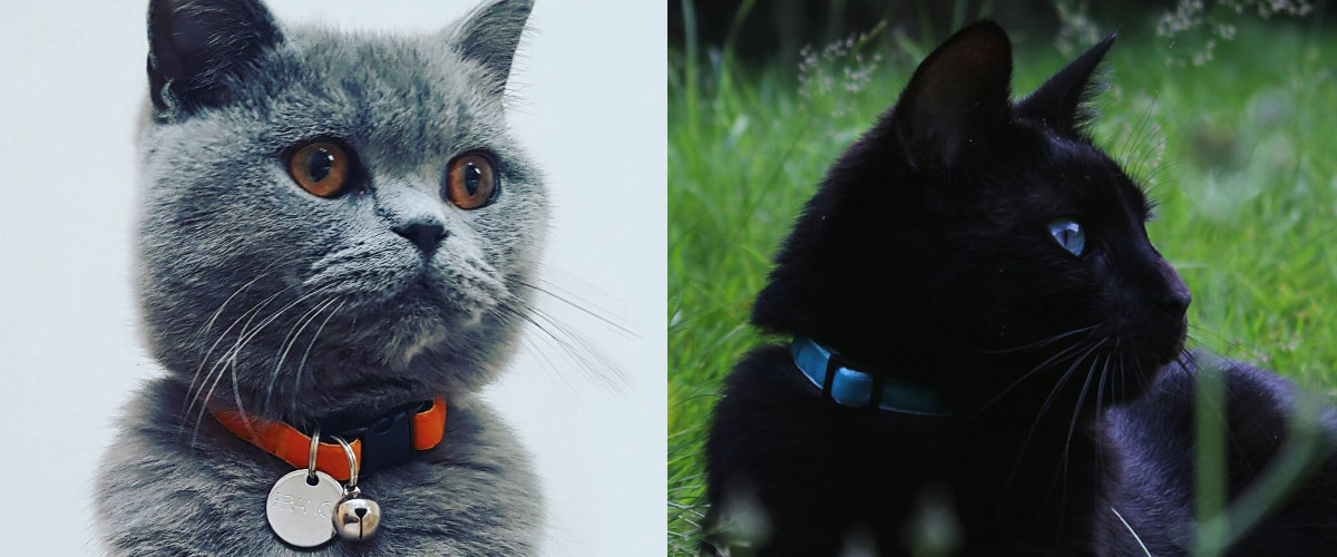 Cool Cat Colllars - velvet collars