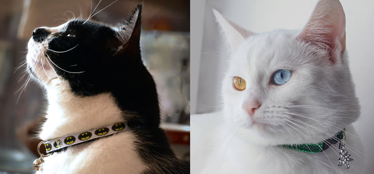 Novelty collars from Cool Cat Collars
